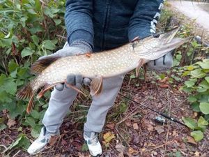 Northern Pike