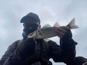 European Bass (Seabass)