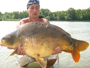 Mirror Carp