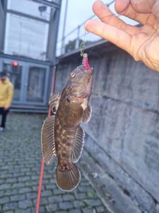 Giant Goby