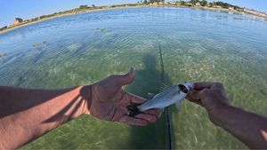European Bass (Seabass)