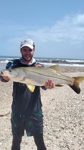 Common Snook