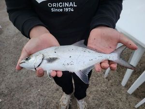 Bluefish