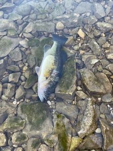 Largemouth Bass