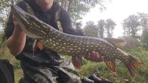 Northern Pike