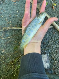 Brown Trout