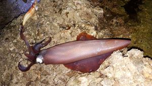 European Squid