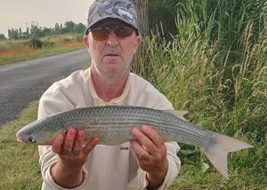 Thicklip Grey Mullet