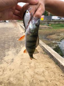 European Perch