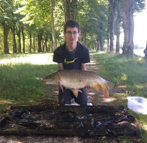 Common Carp
