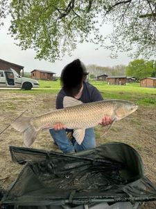 Grass Carp