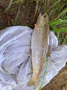 Brown Trout