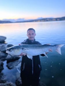 Thinlip grey mullet