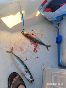 Mackerel