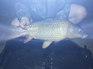 Common Carp