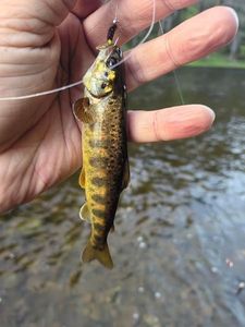 Atlantic Salmon