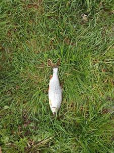 Roach
