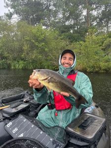 Largemouth Bass