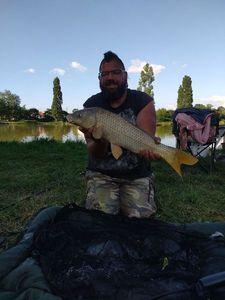 Common Carp