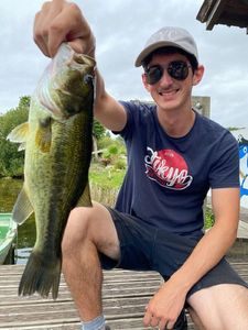 Largemouth Bass