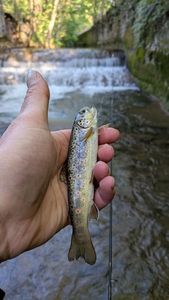 Brown Trout