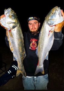 European Bass (Seabass)
