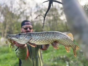 Northern Pike