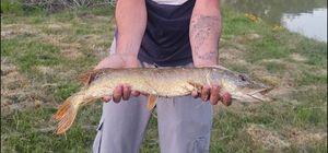 Northern Pike