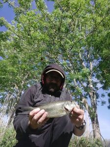 Largemouth Bass
