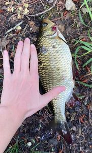 Common Bream