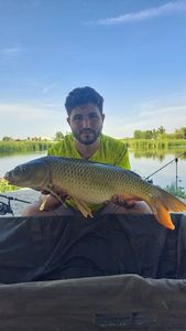 Common Carp