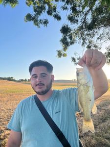 Largemouth Bass