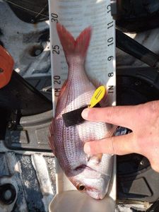 Red Porgy