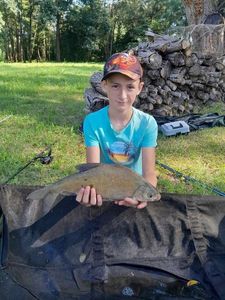 Common Bream