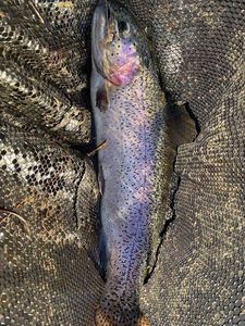 Rainbow Trout
