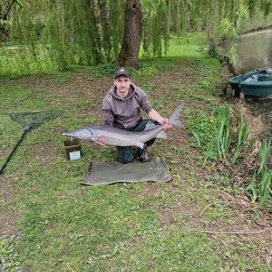 Dabry's Sturgeon