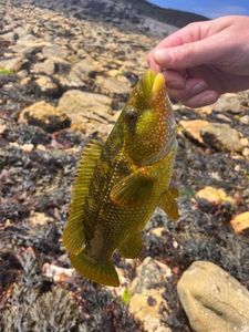 Ballan Wrasse