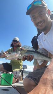 Zander