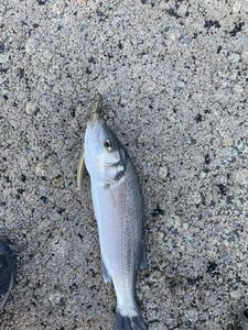 European Bass (Seabass)