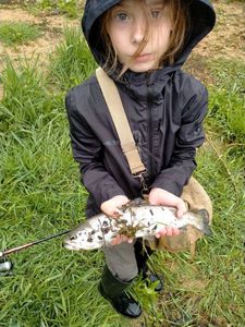 Brown Trout