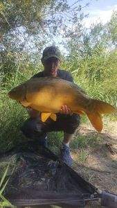 Mirror Carp