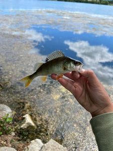 European Perch