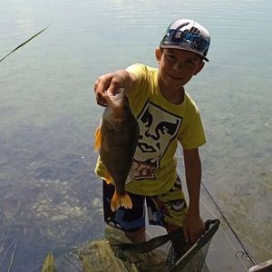 European Perch