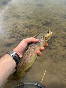 Brown Trout