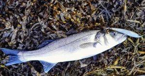 European Bass (Seabass)