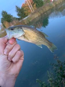 Largemouth Bass