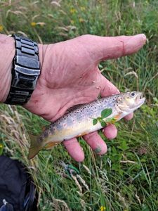 Brown Trout