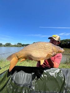 Common Carp