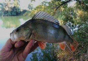 European Perch