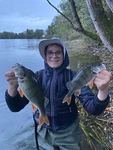 European Perch